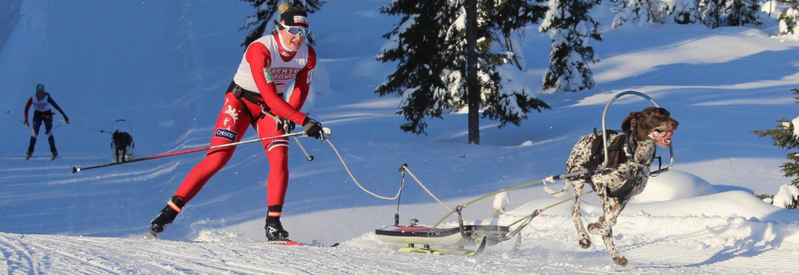 Landslaget i hundekjøring